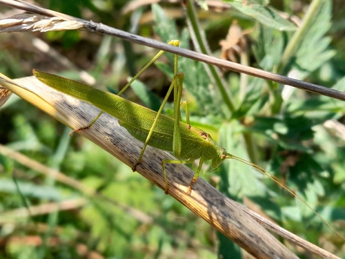 Sickle-bearing Bush-cricket