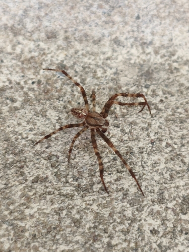 Cross Orbweaver