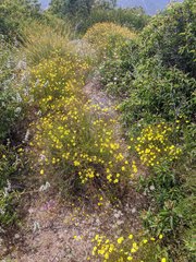 Crocanthemum aldersonii