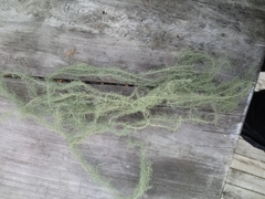 Usnea angulata