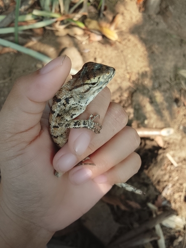 Indian Garden Lizard