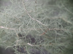 Usnea angulata