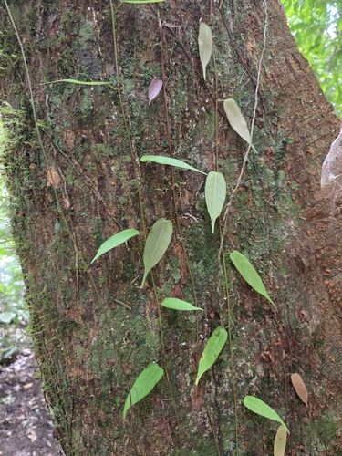 Ficus pantoniana observed 2026-08-23