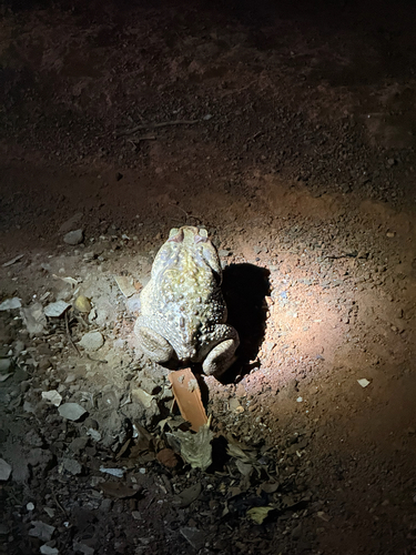 Cururu Toad