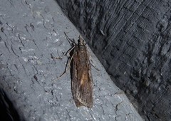 Scoparia indistinctalis