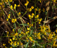 Haplophyllum buxbaumii