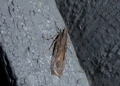 Scoparia indistinctalis