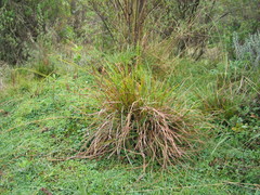 Carex bequaertii