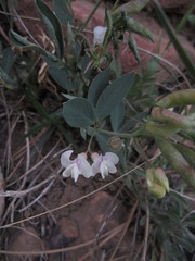 Lathyrus lanszwertii