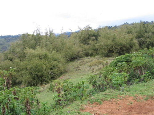 Sambucus ebulus subsp. africana image