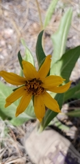 Wyethia arizonica