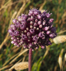 Allium ampeloprasum