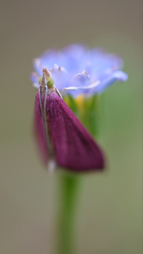 Pyrausta inornatalis