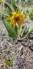 Wyethia arizonica