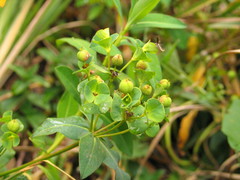 Euphorbia schimperiana