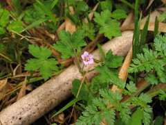 Geranium arabicum