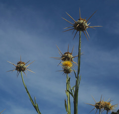 Centaurea verutum