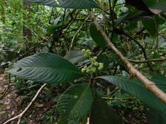 Psychotria micrantha