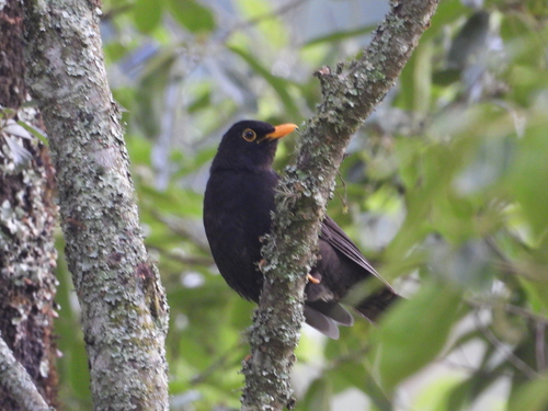 Black Thrush (Turdus infuscatus), photo 5