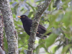 Turdus infuscatus