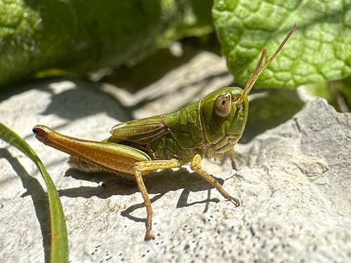 Meadow Grasshopper