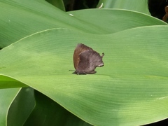 Mahathala ameria