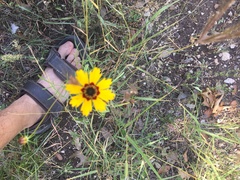 Coreopsis basalis