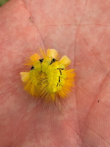 Pale Tussock Moth