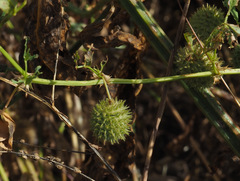Medicago intertexta ciliaris