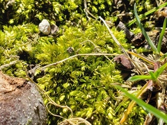 Rhynchostegium serrulatum