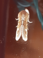Psaphida styracis