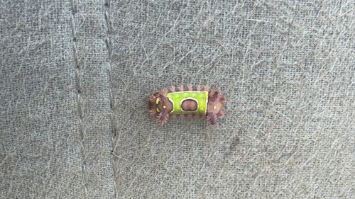 Saddleback Caterpillar Moth