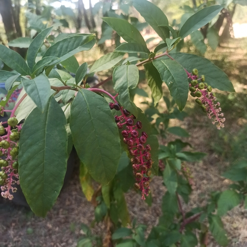 American pokeweed