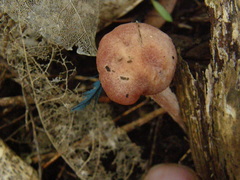 Laccaria paraphysata