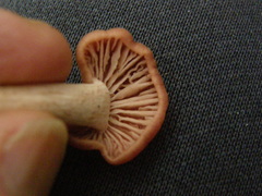 Laccaria paraphysata