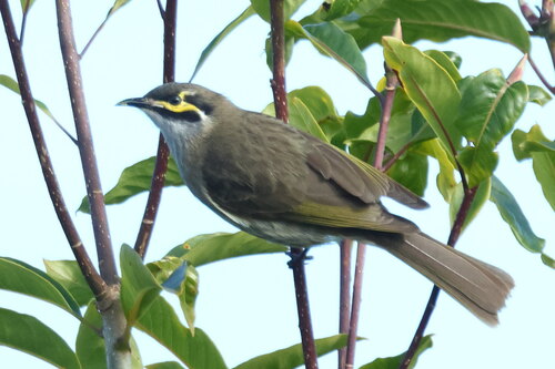 Yellow-faced Honeyeater