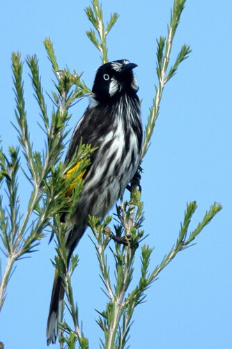 New Holland Honeyeater