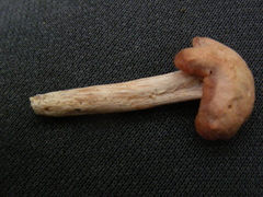 Laccaria paraphysata