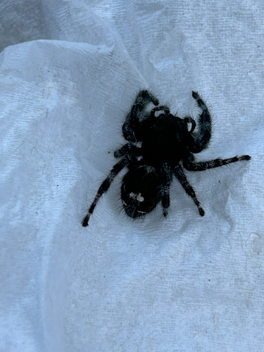 Bold Jumping Spider