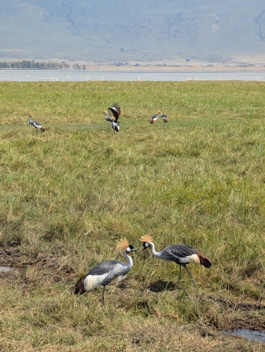 iNaturalist image