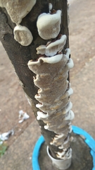 Fungi