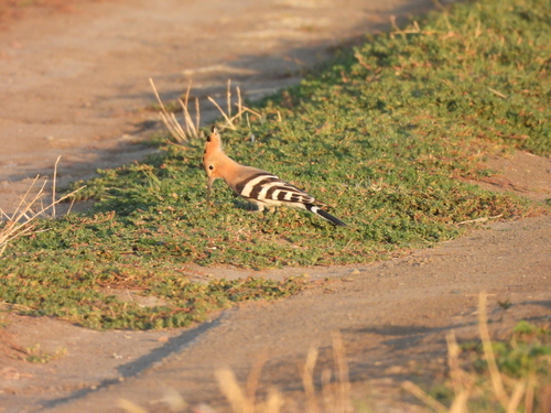 Common Hoopoe
