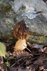 Morchella americana