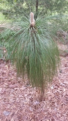 Pinus palustris