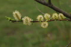 Salix phylicifolia
