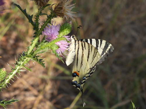 Scarce Swallowtail