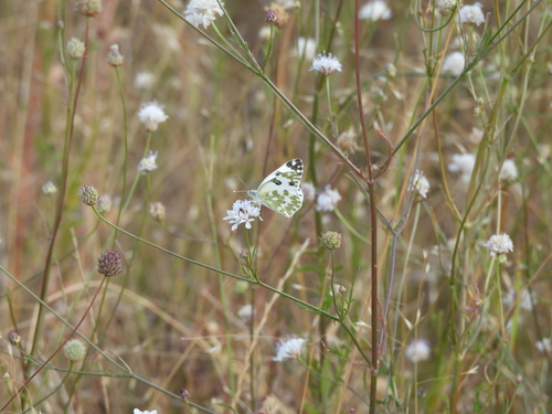 Eastern Bath White