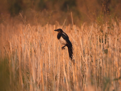 Eurasian Magpie