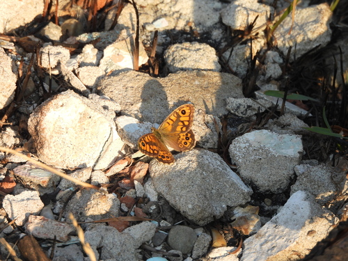 Wall Brown