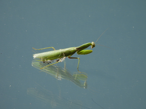 Transcaucasian Giant Mantis